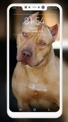 Pitbull Wallpaper android App screenshot 7